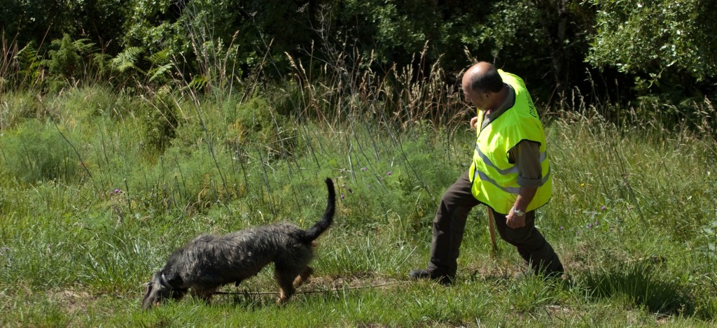 Adiestraminto de perros en Finca Novales, Burgos.