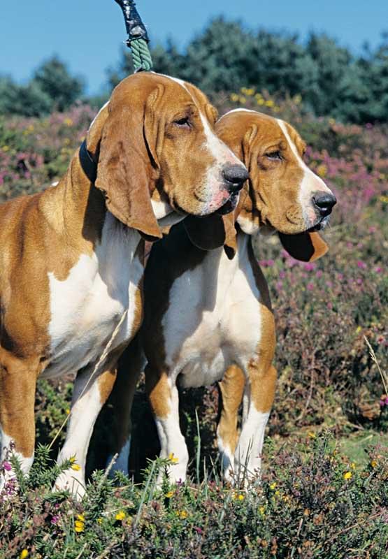 Iniciación de cachorros en Finca Novales, Burgos